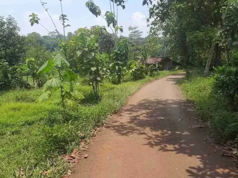 Kebun rambutan dekat exit tol Kalijati Subang