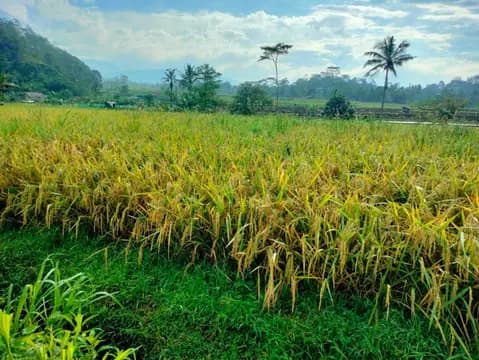 Dijual Lahan Sawah SHM di Wonosobo 2
