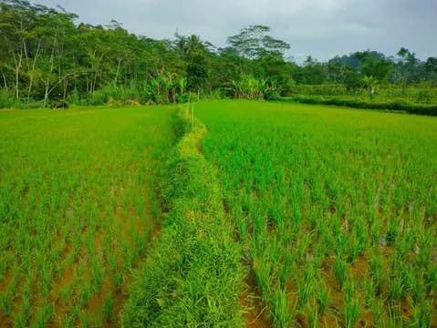 Dijual Lahan Sawah SHM di Wonosobo 3